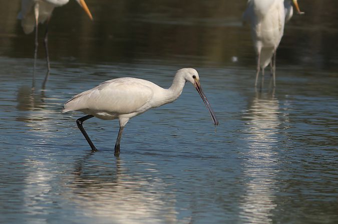 Spatule blanche  - Dorota Bezwińska-Sikora