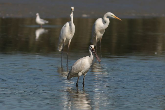 Spatule blanche  - Dorota Bezwińska-Sikora