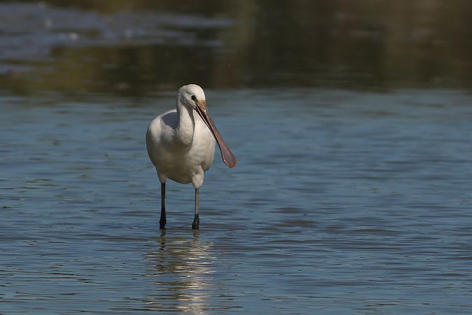 Löffler  - Dorota Bezwińska-Sikora