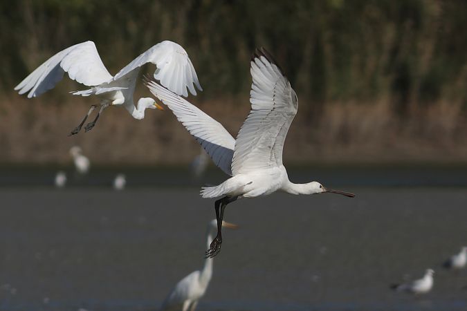 Spatule blanche  - Dorota Bezwińska-Sikora