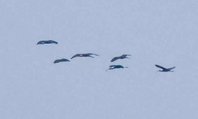 Glossy Ibis  - Dorota Bezwińska-Sikora