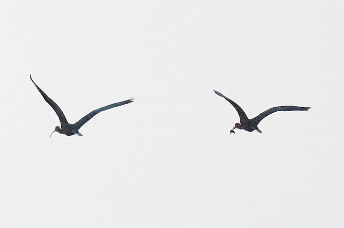 ibis kasztanowaty  - Dorota Bezwińska-Sikora