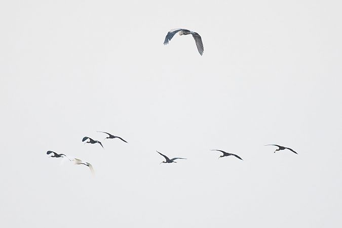 Ibis falcinelle  - Dorota Bezwińska-Sikora