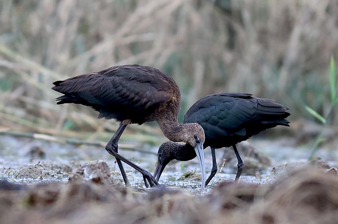 Sichler  - Dorota Bezwińska-Sikora