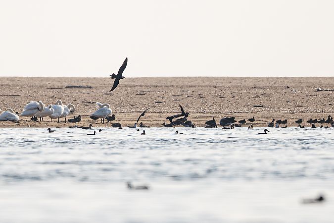 Parasitic Jaeger  - Sylwek Kurek