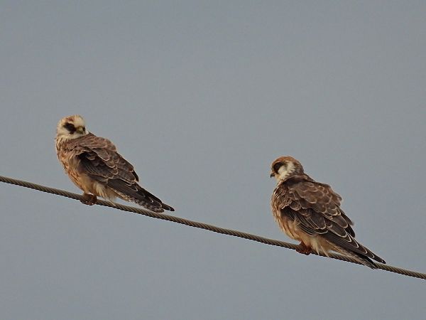 Red-footed Falcon  - Marek Krawczyk