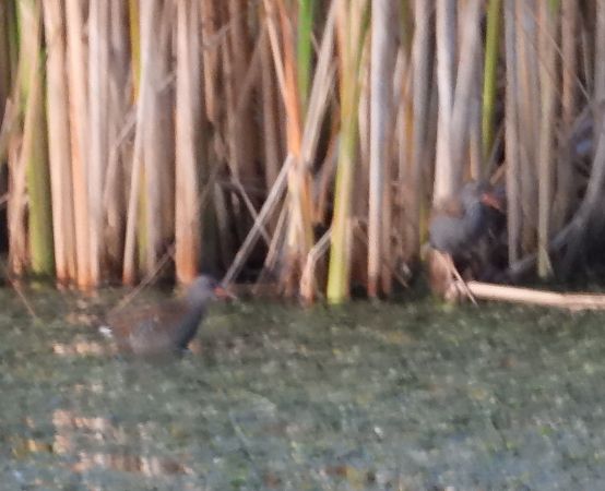 wodnik  - Wojciech Łapiński