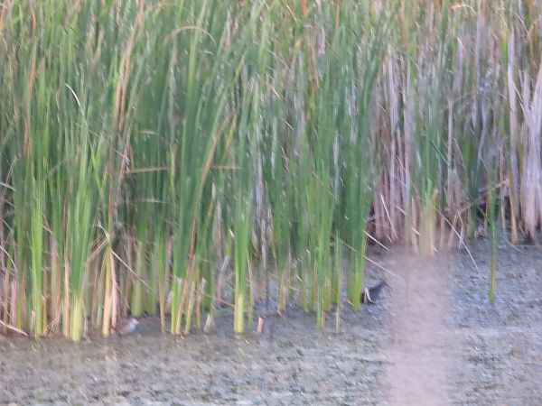 wodnik  - Wojciech Łapiński