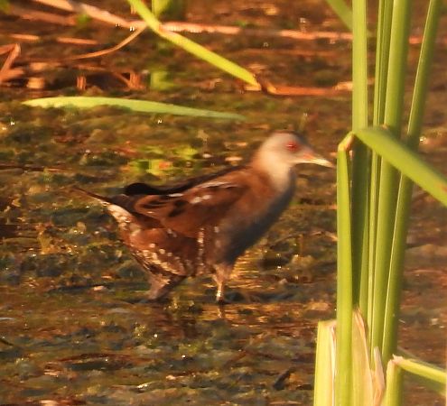 Kleines Sumpfhuhn  - Wojciech Łapiński