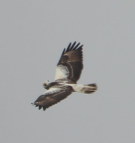 Common Buzzard  - Wojciech Łapiński