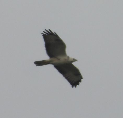 Buse variable  - Wojciech Łapiński