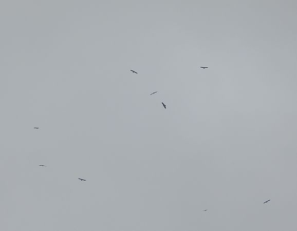 Lesser Spotted Eagle  - Wojciech Łapiński