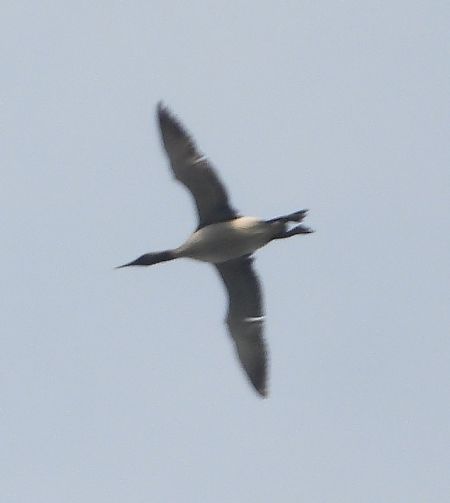 Black-throated Loon  - Wojciech Łapiński