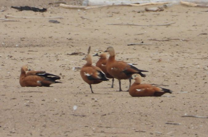 Rostgans  - Wojciech Łapiński