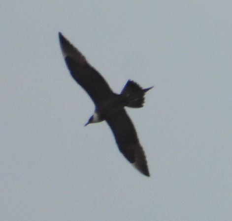 Schmarotzerraubmöwe  - Wojciech Łapiński