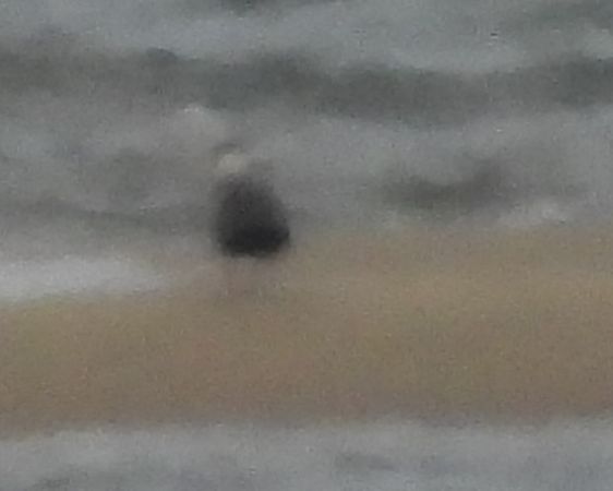 wydrzyk ostrosterny  - Wojciech Łapiński