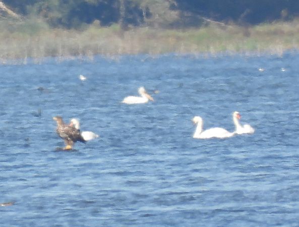 pelikan kędzierzawy  - Wojciech Łapiński