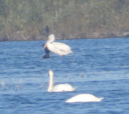 Pélican frisé  - Wojciech Łapiński