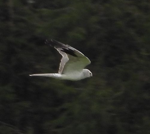 Pallid Harrier  - Wojciech Łapiński