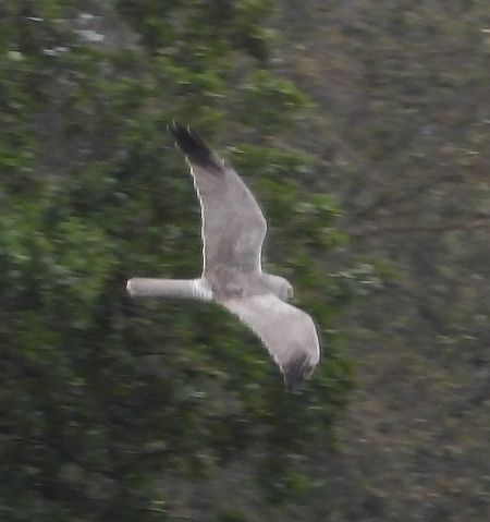 Busard pâle  - Wojciech Łapiński