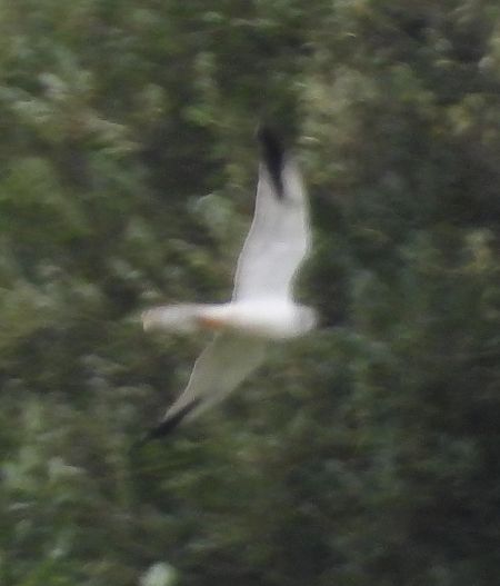 Busard pâle  - Wojciech Łapiński