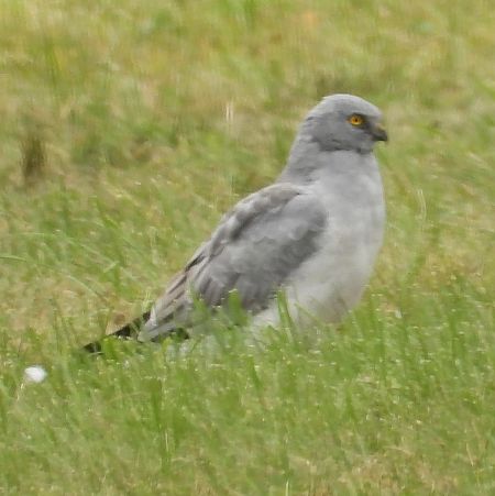 błotniak zbożowy  - Wojciech Łapiński