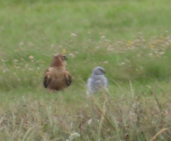 Busard Saint-Martin  - Wojciech Łapiński