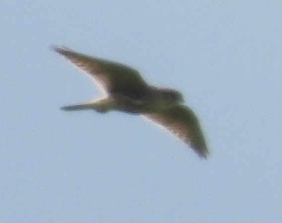 Merlin  - Wojciech Łapiński