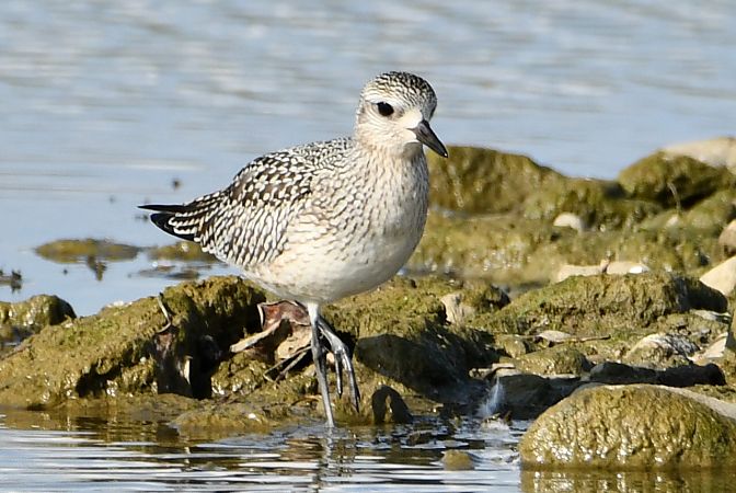 Grey Plover  - Agnieszka Biernacka