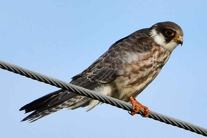 kobczyk  - Agnieszka Biernacka