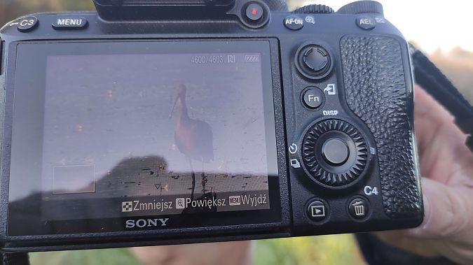 ibis kasztanowaty  - Tomasz Uchimiak