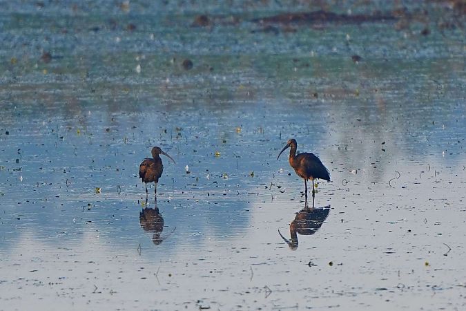Ibis falcinelle  - Tomasz Uchimiak
