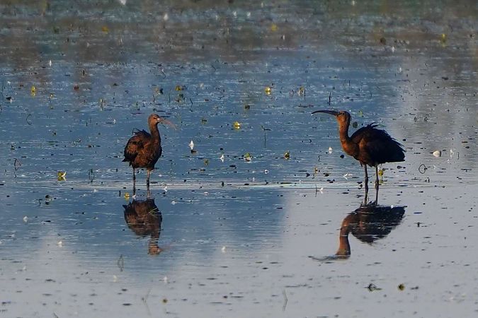 Ibis falcinelle  - Tomasz Uchimiak