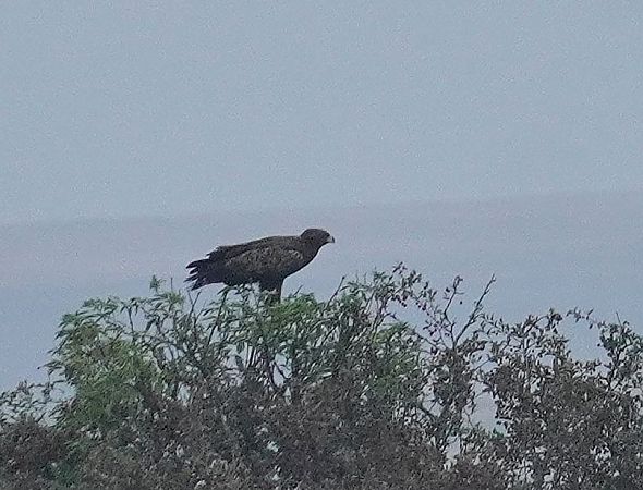 Schreiadler  - Andrzej Chwierut