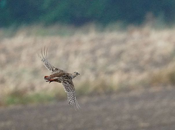 kuropatwa  - Andrzej Chwierut