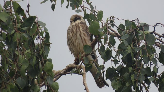 kobczyk  - Marcin Galus