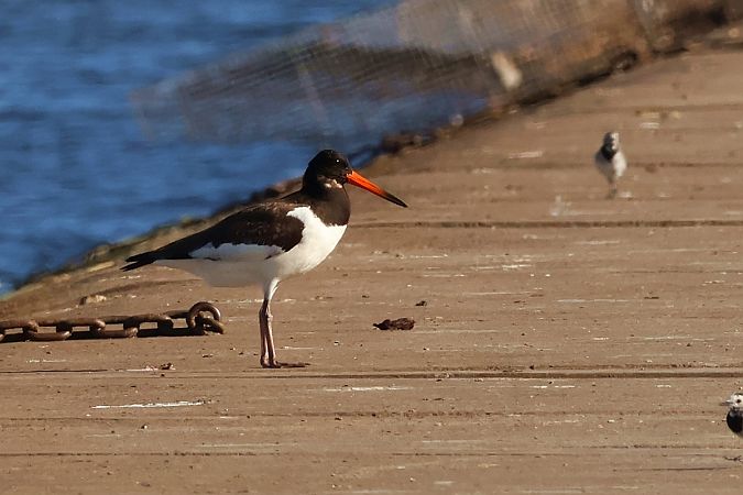 Eurasian Oystercatcher  - Krzysztof Czajowski