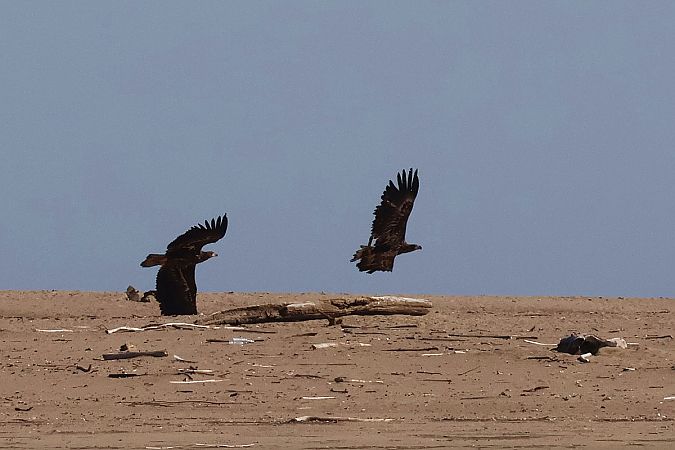 Pygargue à queue blanche  - Krzysztof Czajowski