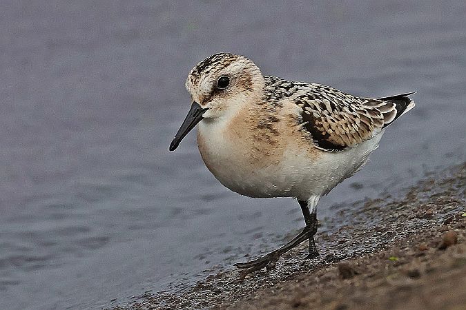 Sanderling  - Krzysztof Czajowski
