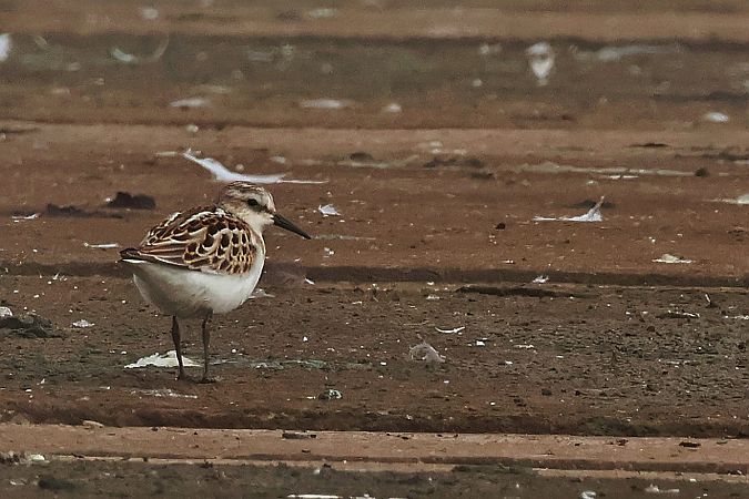 biegus malutki  - Krzysztof Czajowski