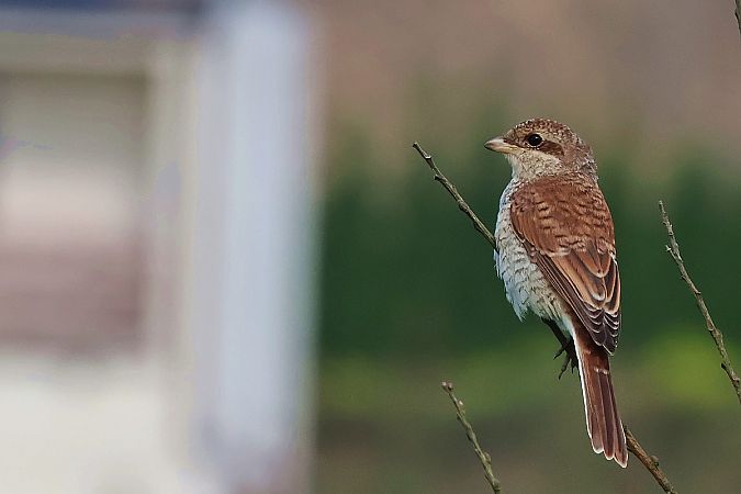 Red-backed Shrike  - Krzysztof Czajowski