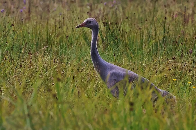 Kranich  - Krzysztof Czajowski