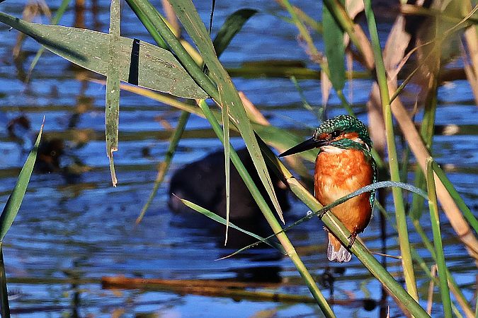 Martin-pêcheur d'Europe  - Krzysztof Czajowski