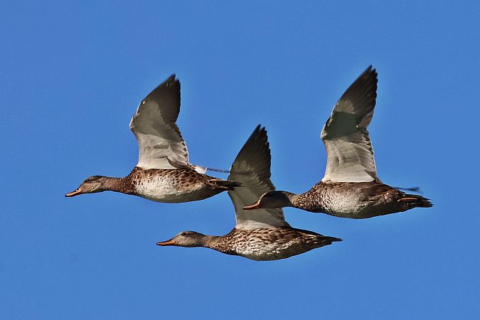 krakwa  - Krzysztof Czajowski