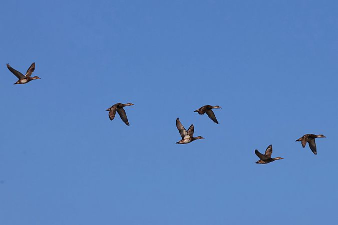 Canard chipeau  - Krzysztof Czajowski