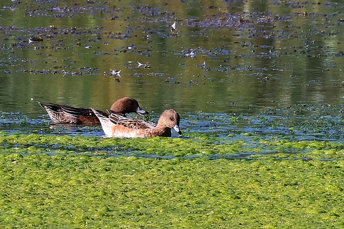 świstun  - Krzysztof Czajowski