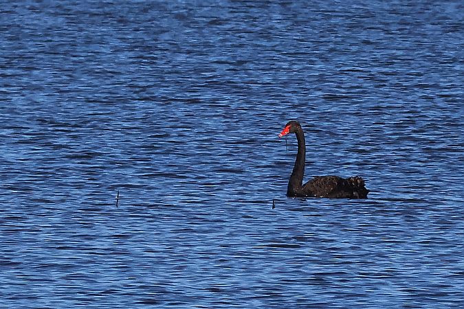 łabędź czarny  - Krzysztof Czajowski