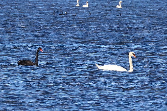 Cygne noir  - Krzysztof Czajowski