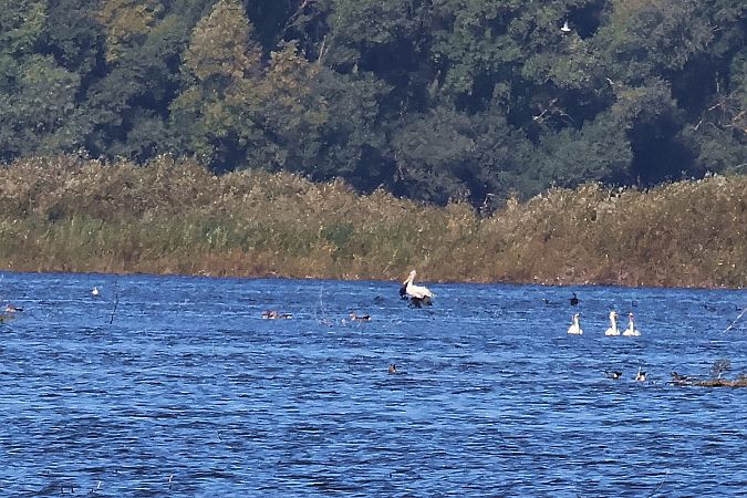 pelikan kędzierzawy  - Krzysztof Czajowski