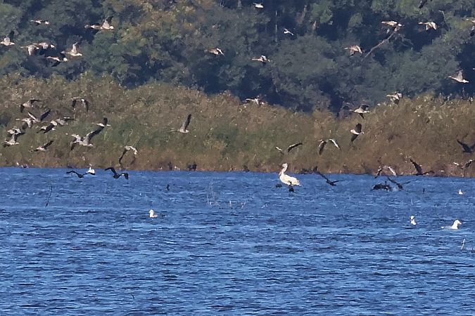 Pélican frisé  - Krzysztof Czajowski